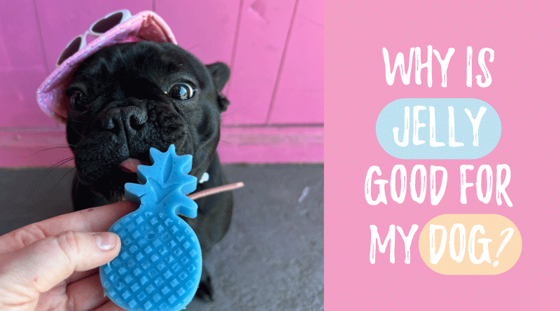 Why is Jelly good for my dog?