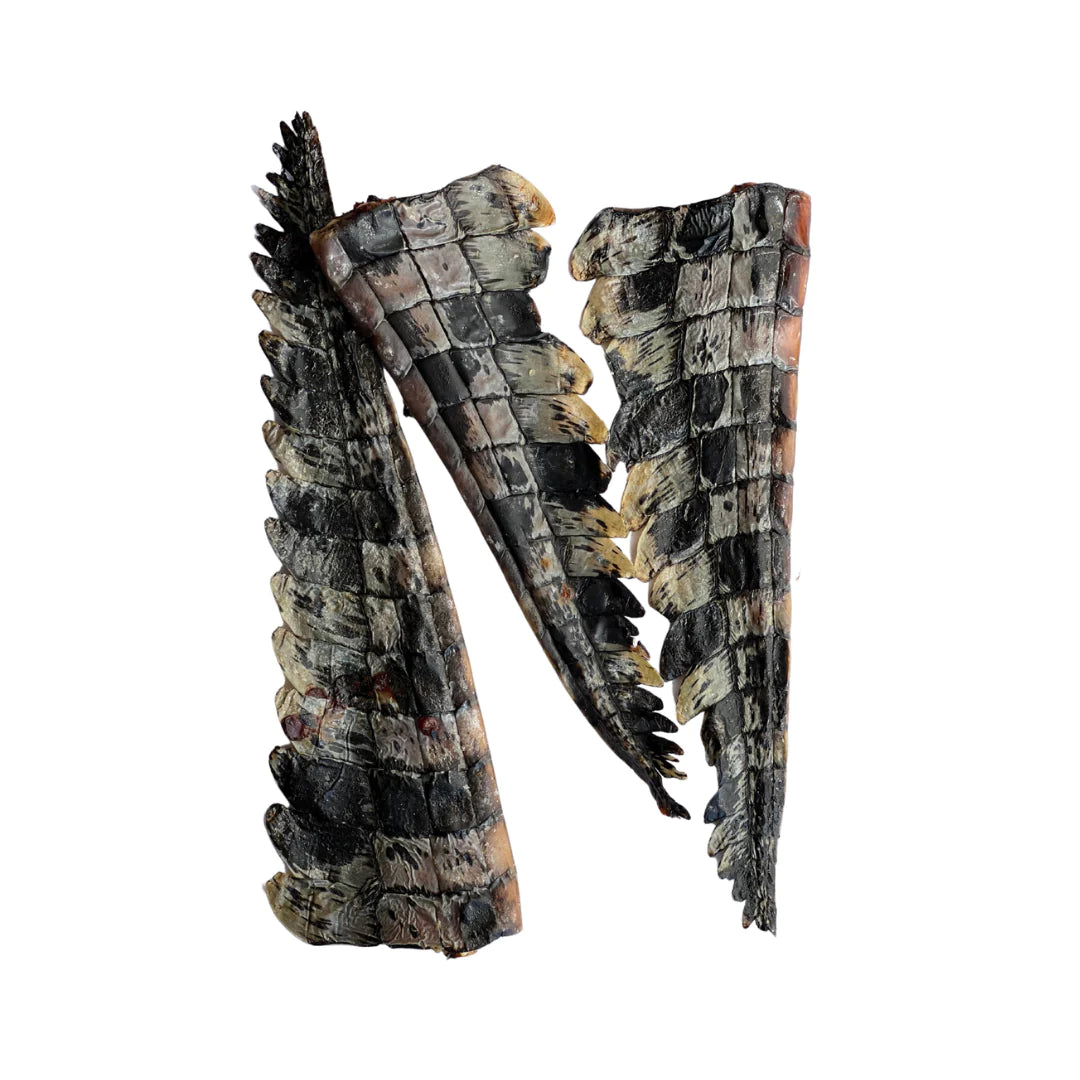 Crocodile Tails (2 Pack)