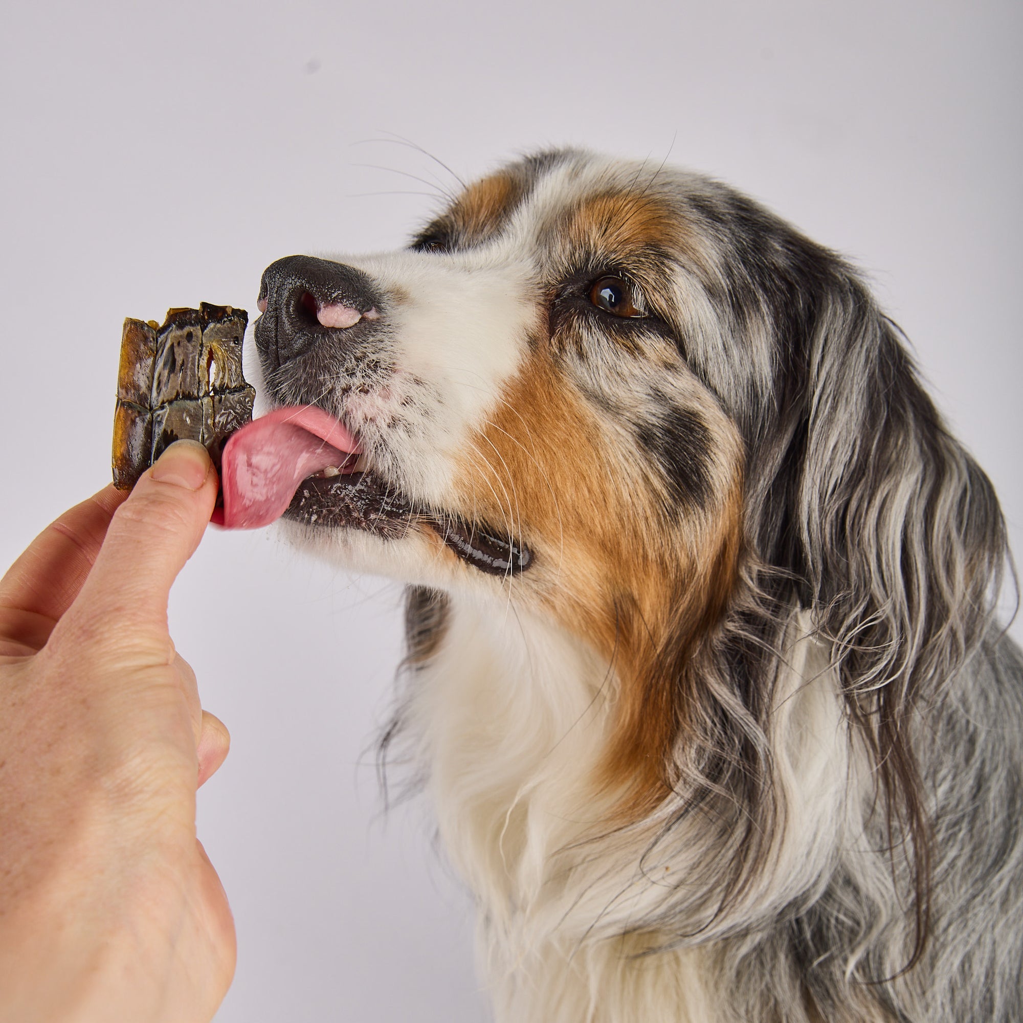 Crocodile dog treats, hypoallergenic, low allergen Laila and Me