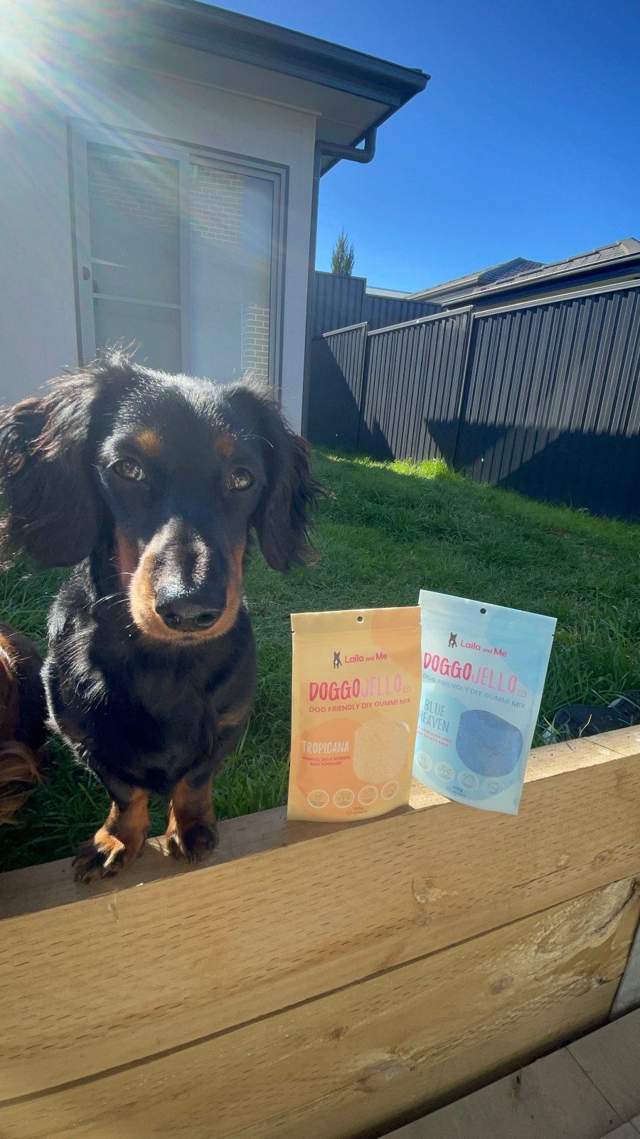 Doggo Jello DIY Gummi Dog Treats by Laila and Me. DIY Make your Own healthy dog gummy treats 