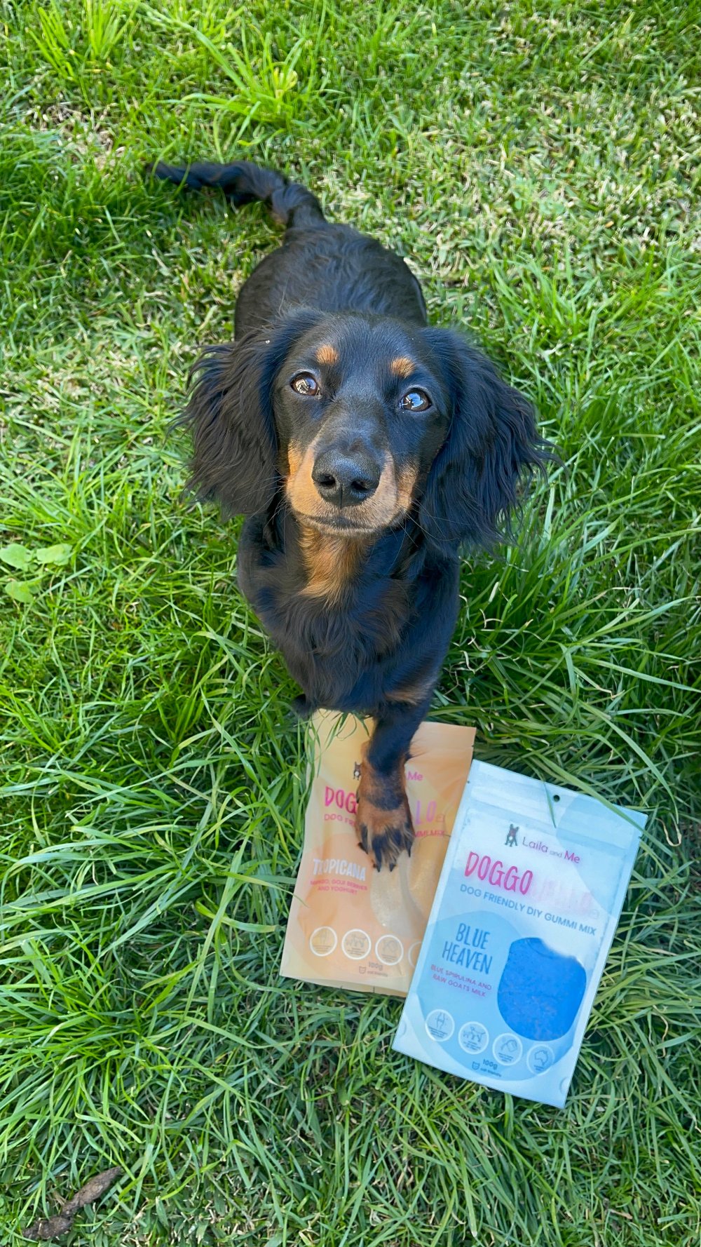 Doggo Jello DIY Gummi Dog Treats by Laila and Me. DIY Make your Own healthy dog gummy treats 