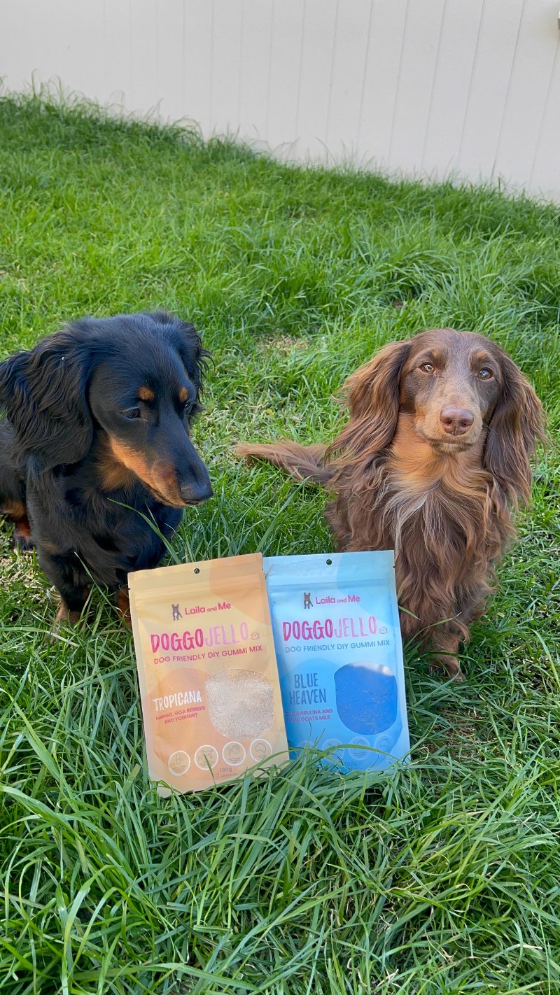 Doggo Jello DIY Gummi Dog Treats by Laila and Me. DIY Make your Own healthy dog gummy treats 