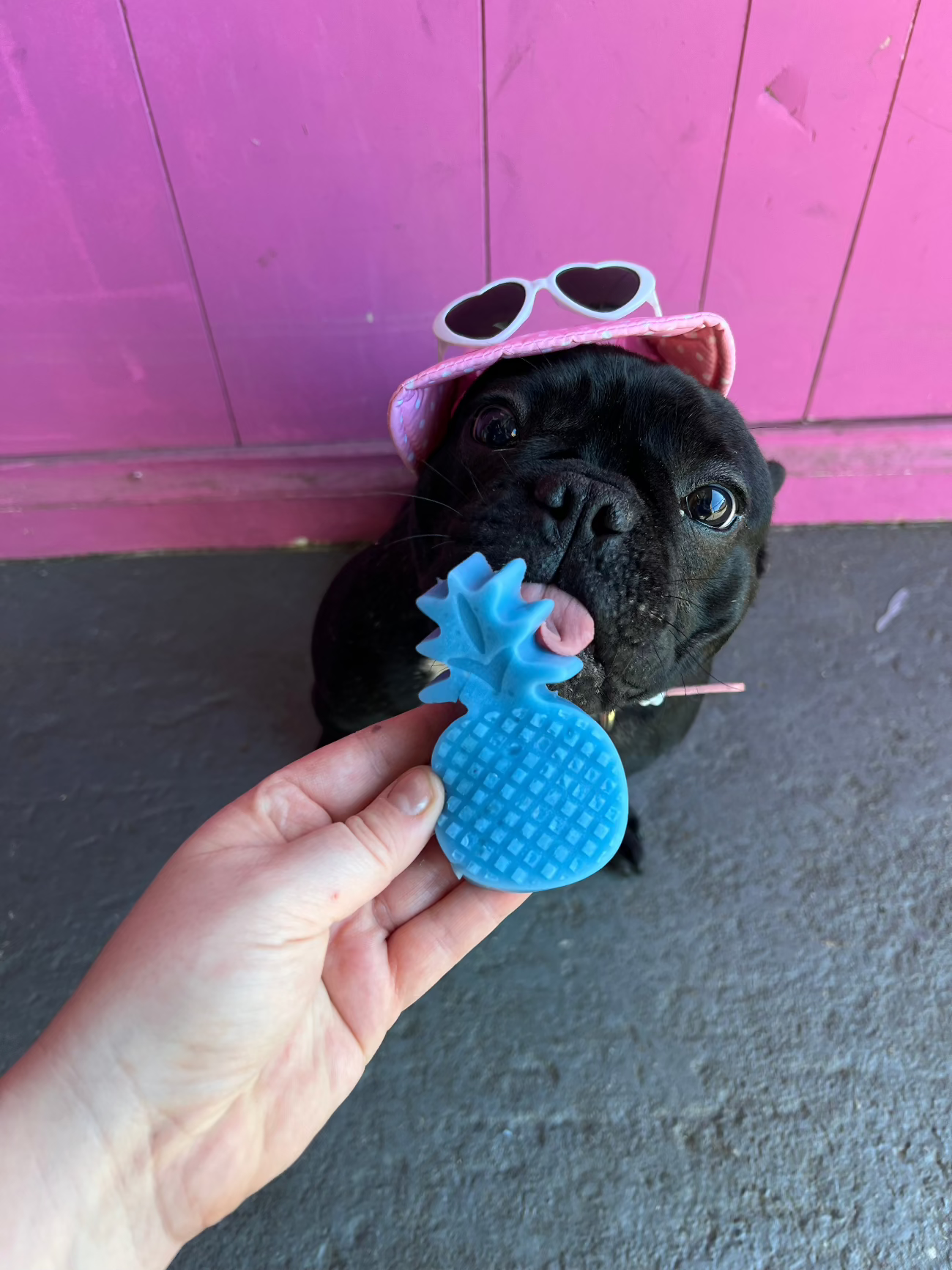 Doggo Jello DIY Gummi Dog Treats by Laila and Me. DIY Make your Own healthy dog gummy treats 