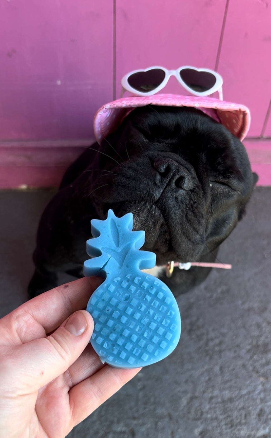 Doggo Jello DIY Gummi Dog Treats by Laila and Me. DIY Make your Own healthy dog gummy treats 