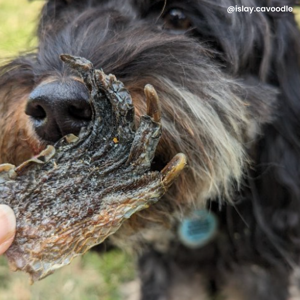 A caboodle brown dog taking a bite out of a dehydrated crocodile foot by Laila and Me Melbourne Dog Treat Company