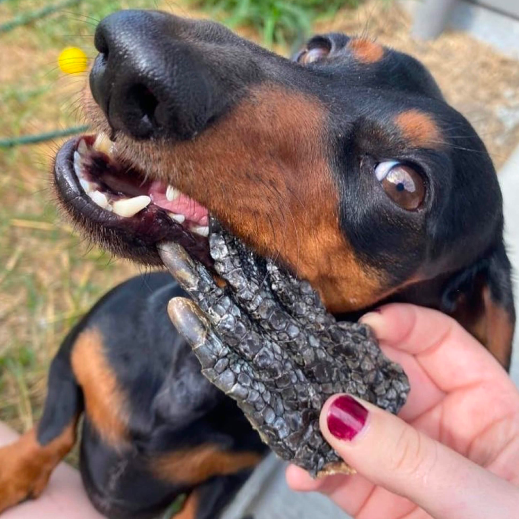 A cute sausage dog takes a bite out of a Laila and Me Crocodile treat 