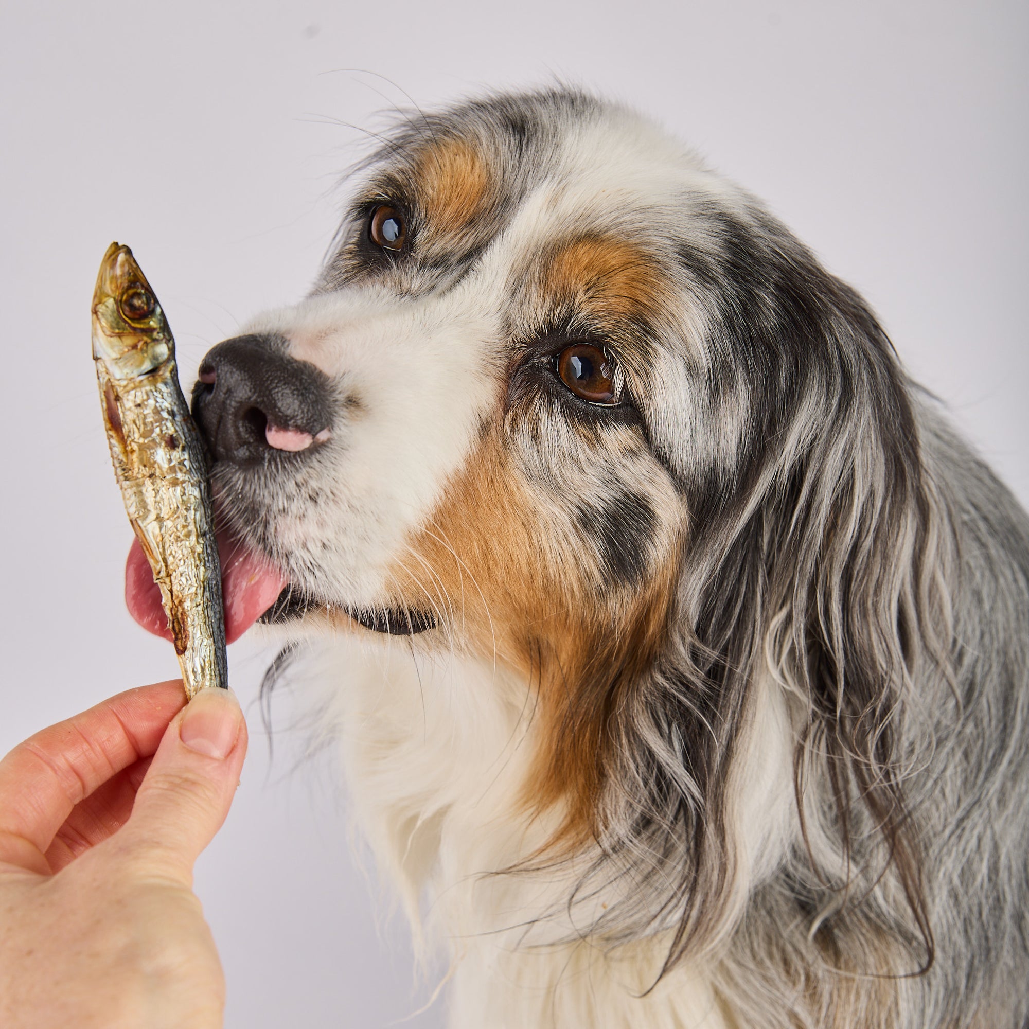 Australian wild caught seafood dog treats 