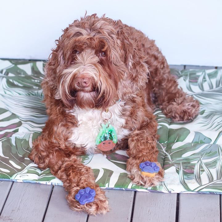 Doggo Jello DIY Gummi Dog Treats by Laila and Me. DIY Make your Own healthy dog gummy treats 