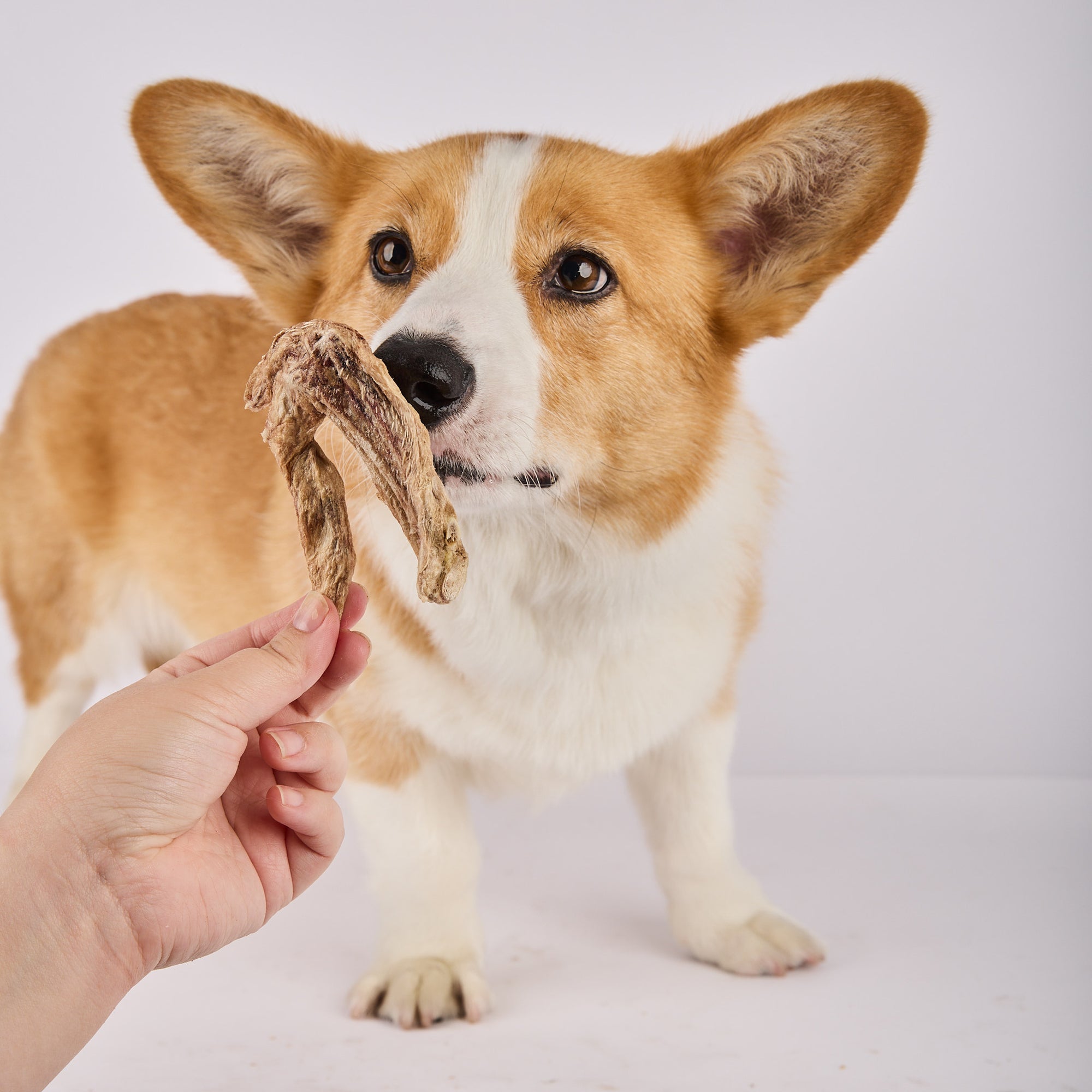 Laila and Me dental chews for dogs freeze dried duck wing for added nutrients