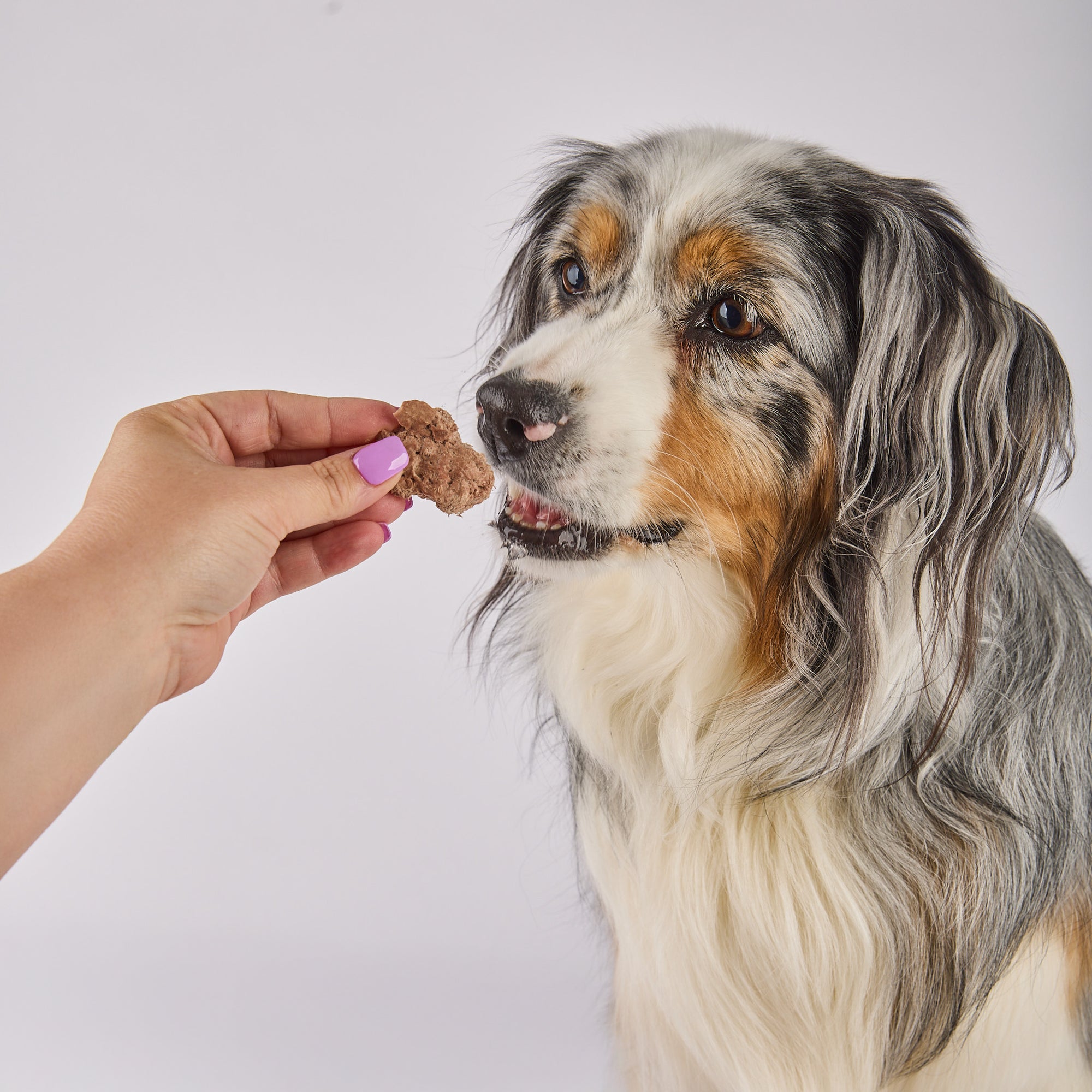 Freeze Dried Raw Kangaroo Treats