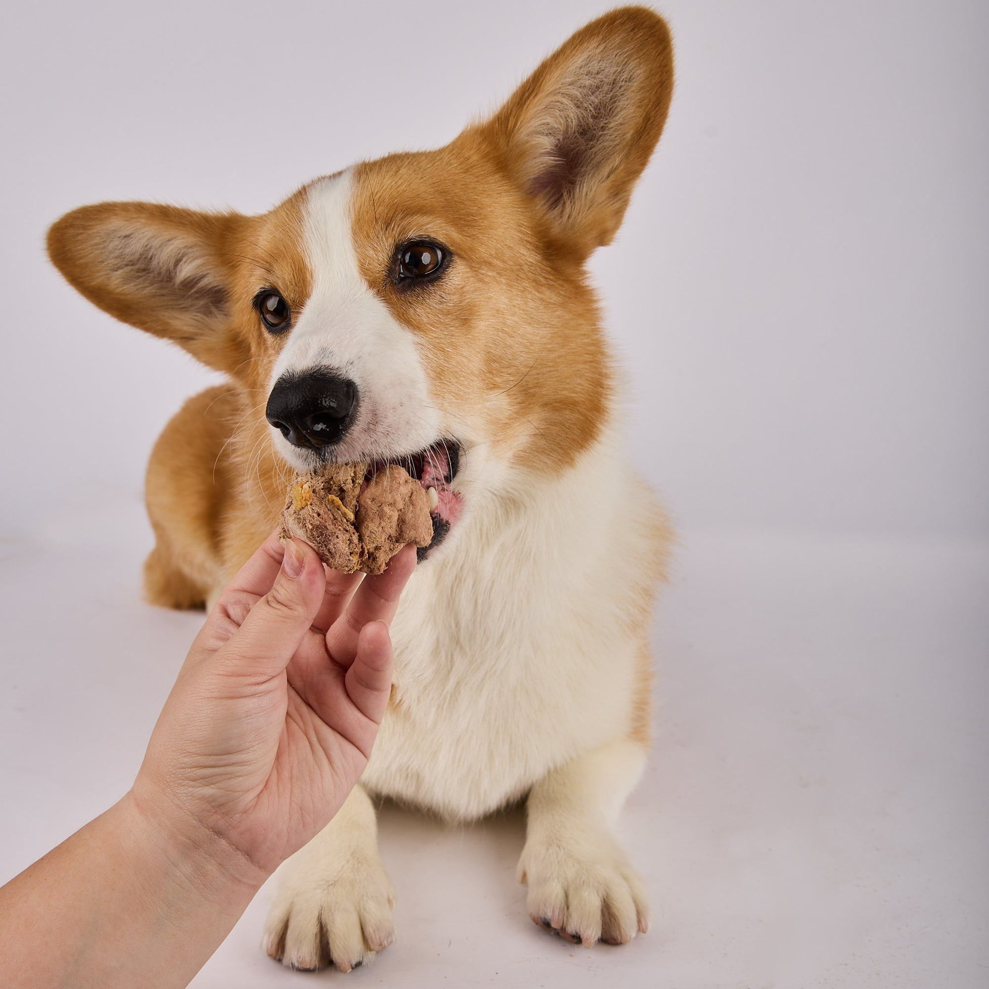 Freeze Dried Raw Wild Boar Treats