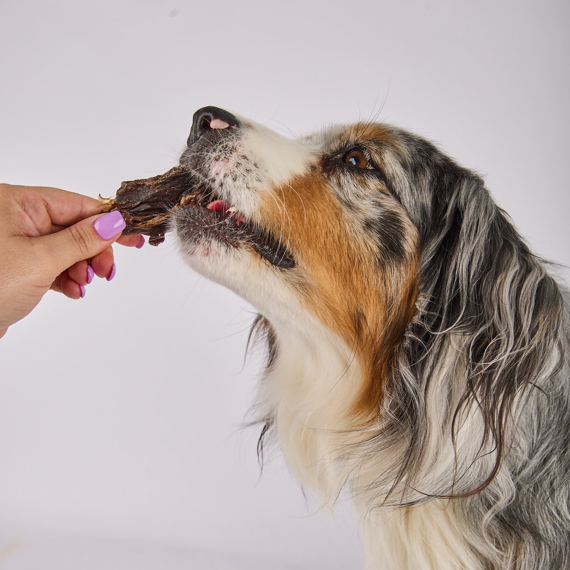 kangaroo jerky for dogs is hypoallergenic and single protein 